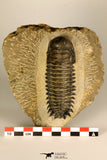 30728 - Top Quality 3.48 Inch Crotalocephalina (Crotalocephalus) gibbus Lower Devonian Trilobite