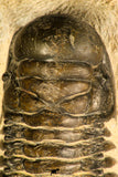 30728 - Top Quality 3.48 Inch Crotalocephalina (Crotalocephalus) gibbus Lower Devonian Trilobite
