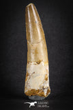 88105 - Top Huge 2.86 Inch Spinosaurus Dinosaur Tooth Cretaceous
