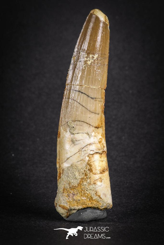 88105 - Top Huge 2.86 Inch Spinosaurus Dinosaur Tooth Cretaceous