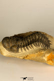 30729 - Top Beautiful 3.01 Inch Crotalocephalina (Crotalocephalus) gibbus Lower Devonian Trilobite