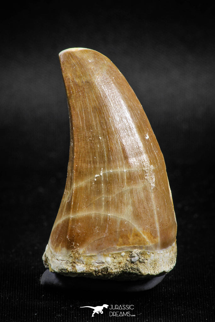04981 - Top Rare 1.81 Inch Huge Tylosaurus sp (Mosasaur) Tooth Late Cretaceous