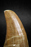 04981 - Top Rare 1.81 Inch Huge Tylosaurus sp (Mosasaur) Tooth Late Cretaceous