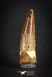 88109 - Top Quality 2.17 Inch Spinosaurus Dinosaur Tooth Cretaceous
