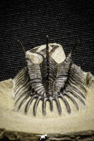 22030 - Museum Grade Trident 3.23 Inch Walliserops trifurcatus Middle Devonian Trilobite