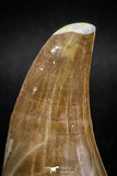 04981 - Top Rare 1.81 Inch Huge Tylosaurus sp (Mosasaur) Tooth Late Cretaceous