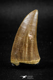 04982 - Top Rare 1.77 Inch Huge Tylosaurus sp (Mosasaur) Tooth Late Cretaceous