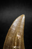 04982 - Top Rare 1.77 Inch Huge Tylosaurus sp (Mosasaur) Tooth Late Cretaceous