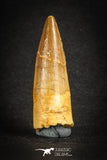88110 - Top Quality 1.92 Inch Spinosaurus Dinosaur Tooth Cretaceous