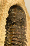 30730 - Well Prepared 2.65 Inch Crotalocephalina (Crotalocephalus) gibbus Lower Devonian Trilobite