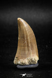 04983 - Top Rare 1.58 Inch Huge Tylosaurus sp (Mosasaur) Tooth Late Cretaceous