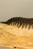 30730 - Well Prepared 2.65 Inch Crotalocephalina (Crotalocephalus) gibbus Lower Devonian Trilobite