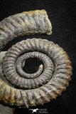 22031 - Premium Grade 4.03 Inch Anetoceras sp Devonian Ammonite "Free Standing Preparation"