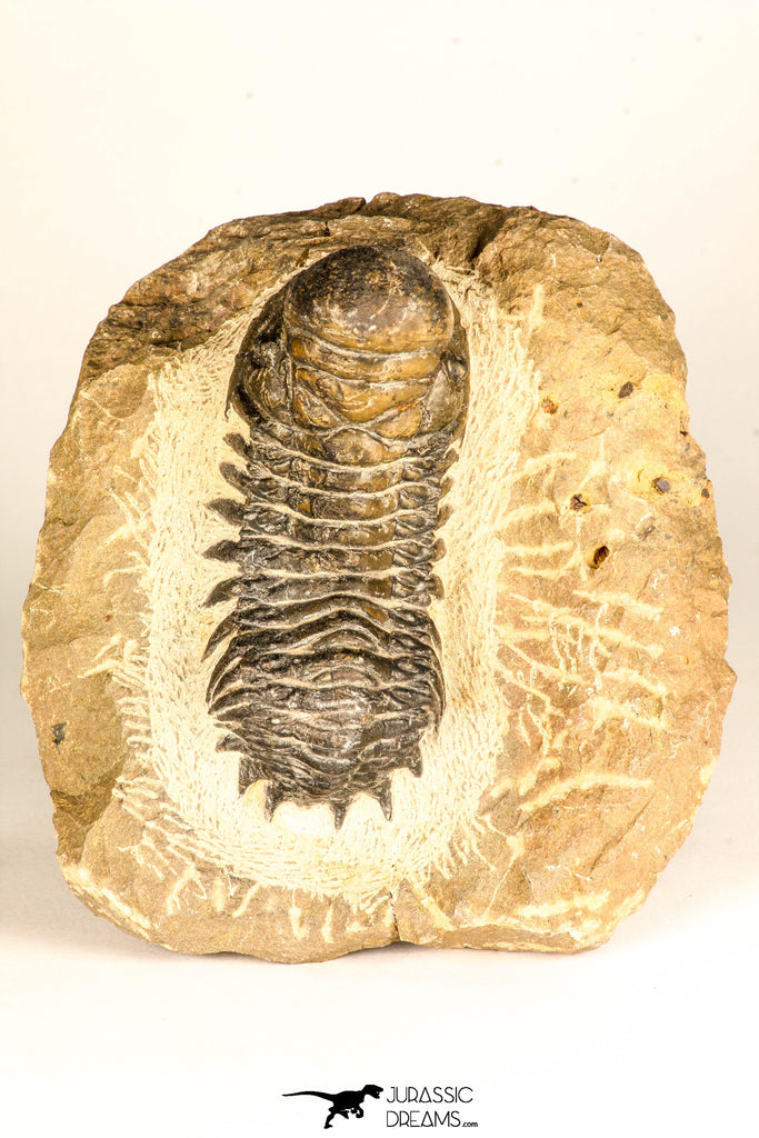 30731 - Top Beautiful 3.04 Inch Crotalocephalina (Crotalocephalus) gibbus Lower Devonian Trilobite