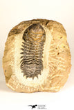 30731 - Top Beautiful 3.04 Inch Crotalocephalina (Crotalocephalus) gibbus Lower Devonian Trilobite