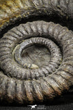 22031 - Premium Grade 4.03 Inch Anetoceras sp Devonian Ammonite "Free Standing Preparation"