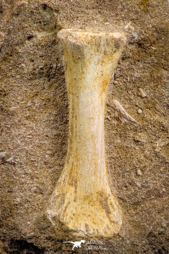 07784 - Finest Grade Unidentified Mosasaur Phalanx Paddle Bone in Matrix Cretaceous
