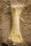 07784 - Finest Grade Unidentified Mosasaur Phalanx Paddle Bone in Matrix Cretaceous