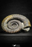 22031 - Premium Grade 4.03 Inch Anetoceras sp Devonian Ammonite "Free Standing Preparation"