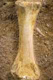 07784 - Finest Grade Unidentified Mosasaur Phalanx Paddle Bone in Matrix Cretaceous