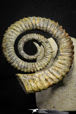 22032 - Premium Grade 4.27 Inch Anetoceras sp Devonian Ammonite "Free Standing Preparation"