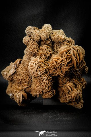 07939 - Top Beautiful 6.61 Inch Desert Rose (Selenite) - Sahara Desert