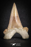 88124 - Strongly Serrated 1.86 Inch Palaeocarcharodon orientalis (Pygmy white Shark) Tooth