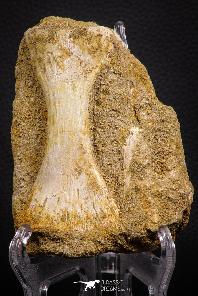 07787 - Finest Grade Unidentified Mosasaur Phalanx Paddle Bone in Matrix Cretaceous