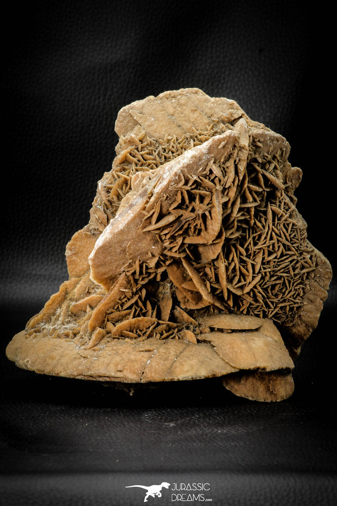 07940 - Beautiful 7.05 Inch Desert Rose (Selenite) - Sahara Desert