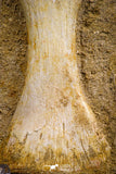07787 - Finest Grade Unidentified Mosasaur Phalanx Paddle Bone in Matrix Cretaceous