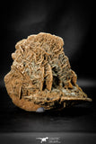 07940 - Beautiful 7.05 Inch Desert Rose (Selenite) - Sahara Desert