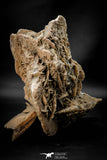 07940 - Beautiful 7.05 Inch Desert Rose (Selenite) - Sahara Desert