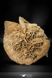 07940 - Beautiful 7.05 Inch Desert Rose (Selenite) - Sahara Desert