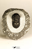 30734 - Top Quality 1.47 Inch Paralejurus spatuliformis Devonian Trilobite