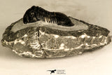 30734 - Top Quality 1.47 Inch Paralejurus spatuliformis Devonian Trilobite