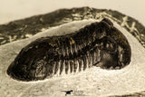30734 - Top Quality 1.47 Inch Paralejurus spatuliformis Devonian Trilobite