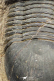07982 - Nicely Prepared 2.72 Inch Paralejurus spatuliformis Devonian Trilobite