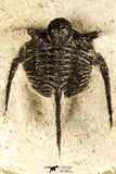 30735 - Well Prepared 1.16 Inch Cyphaspis (Otarion) cf. boutscharafinense Devonian Trilobite