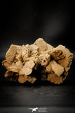 07942 - Beautiful 5.12 Inch Desert Rose (Selenite) - Sahara Desert