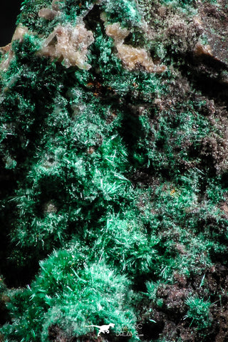 04990 -  Well Crystallized Acicular Brochantite with Quartz from South Morocco