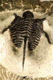30735 - Well Prepared 1.16 Inch Cyphaspis (Otarion) cf. boutscharafinense Devonian Trilobite