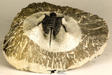30735 - Well Prepared 1.16 Inch Cyphaspis (Otarion) cf. boutscharafinense Devonian Trilobite