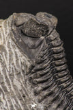 07983 - Superb Bug Eyed 2.02 Inch Coltraneia effelesa Middle Devonian Trilobite