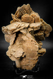 07942 - Beautiful 5.12 Inch Desert Rose (Selenite) - Sahara Desert