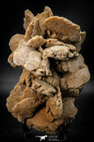 07942 - Beautiful 5.12 Inch Desert Rose (Selenite) - Sahara Desert