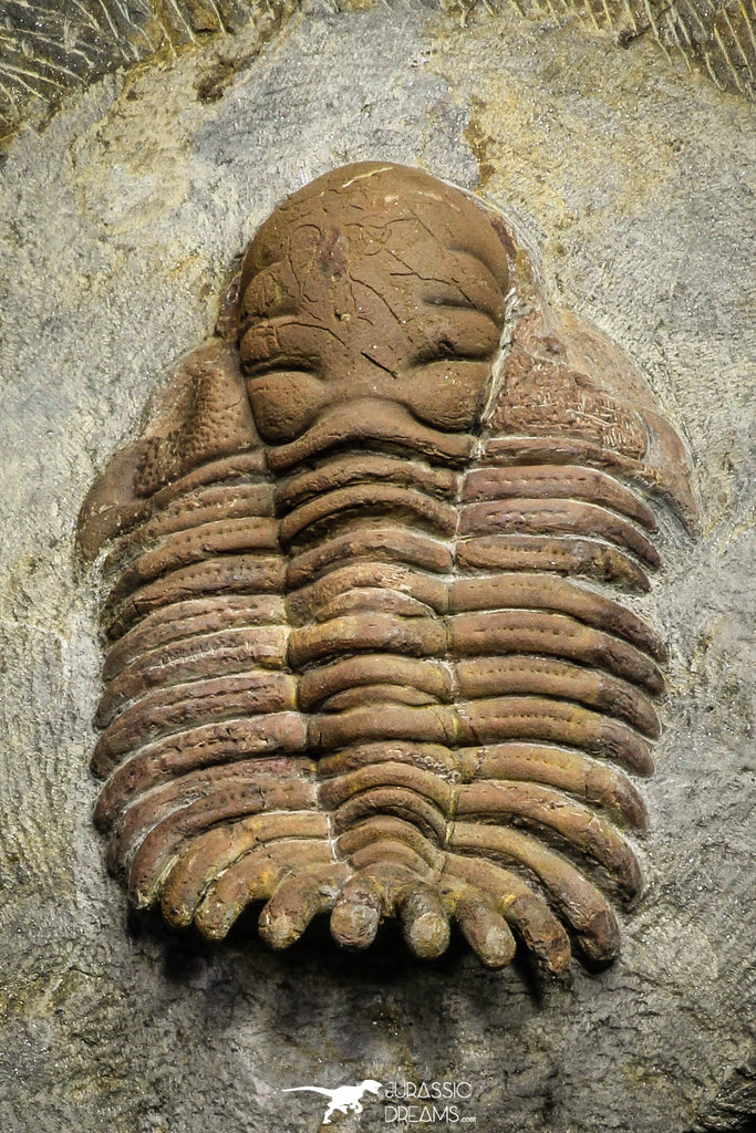 22035 - Top Rare 3.41 Inch Eccoptochile sp Middle Ordovician Trilobite Taddrist Formation