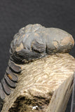 07985 - Top Rare Detailed 2.37 Inch Reedops sp Lower Devonian Trilobite