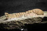 22035 - Top Rare 3.41 Inch Eccoptochile sp Middle Ordovician Trilobite Taddrist Formation