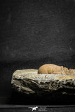 22035 - Top Rare 3.41 Inch Eccoptochile sp Middle Ordovician Trilobite Taddrist Formation