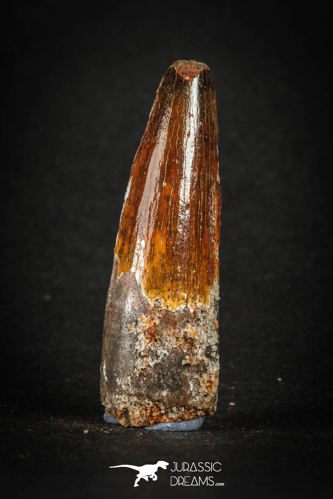 88156 - Top Beautiful Red 1.69 Inch Spinosaurus Dinosaur Tooth Cretaceous